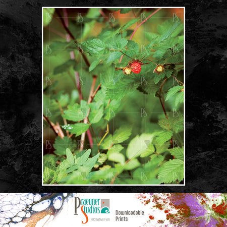 Red Summer Salmon Berry Foliage in Foothills of Washington, Forest Fruit - Landscape