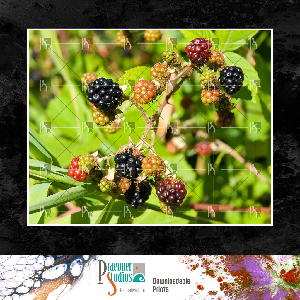 Summer Blackberries, Red Fruit on Vine with Thorns